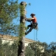 tree climbing