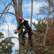 treeclimbing