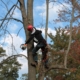 treeclimbing